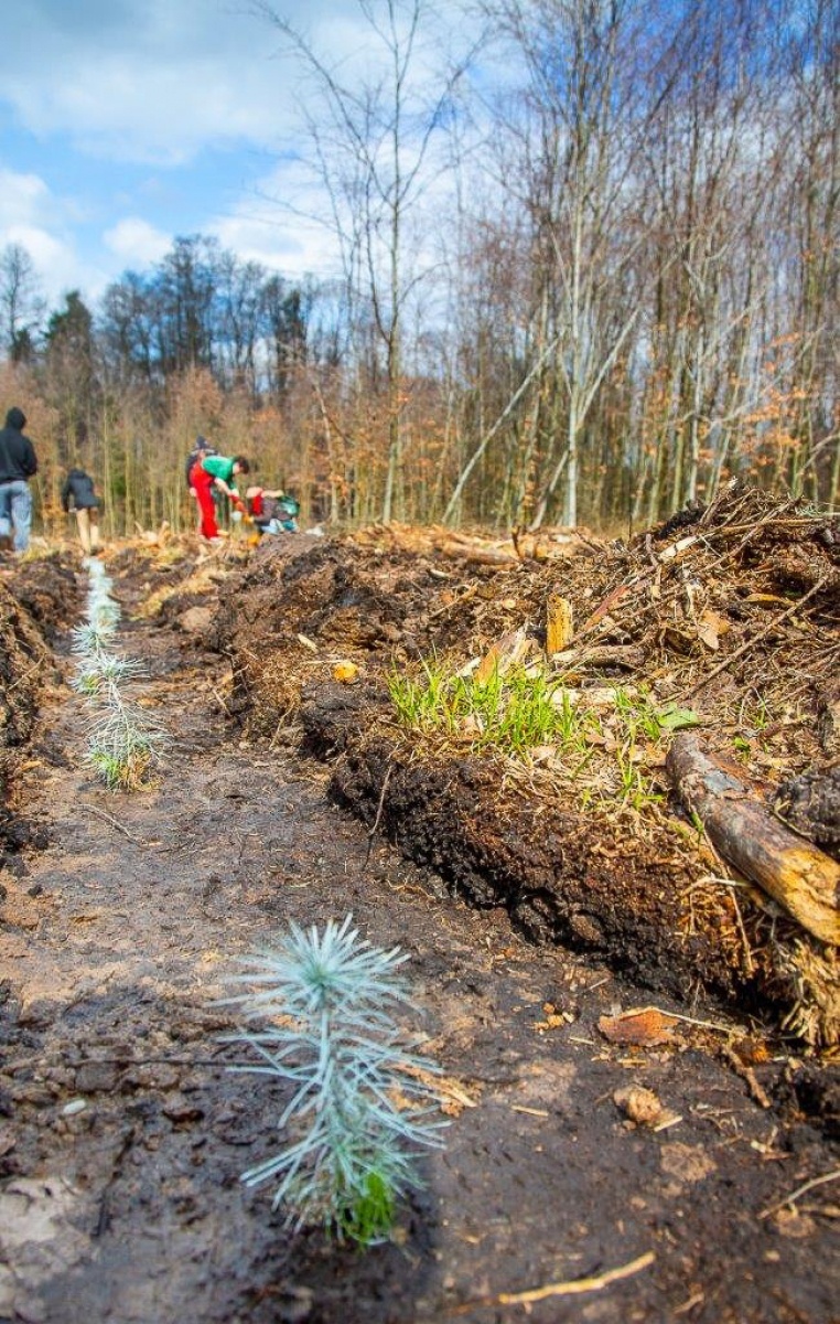 Zdjęcie w galerii na portalu naszwodzislaw.com: PGE GiEK posadziła 1000 nowych drzew na terenie Nadleśnictwa Rybnik w ramach akcji „Lasy Pełne Energii” wiadomości z regionu