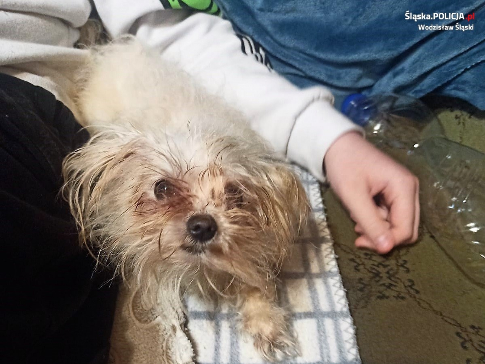 Zdjęcie w galerii na portalu naszwodzislaw.com: Trzy psy w fatalnych warunkach. Pomogli policjanci z Wodzisławia Śląskiego wiadomości z regionu