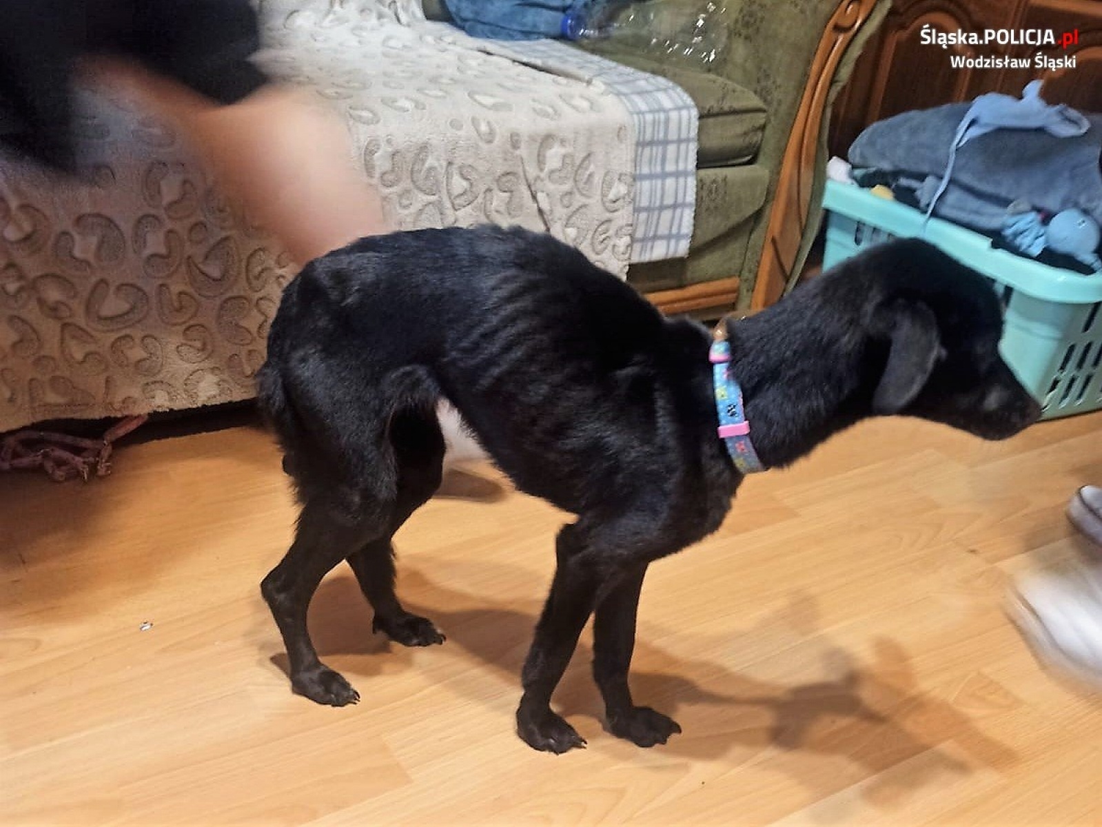 Zdjęcie w galerii na portalu naszwodzislaw.com: Trzy psy w fatalnych warunkach. Pomogli policjanci z Wodzisławia Śląskiego wiadomości z regionu