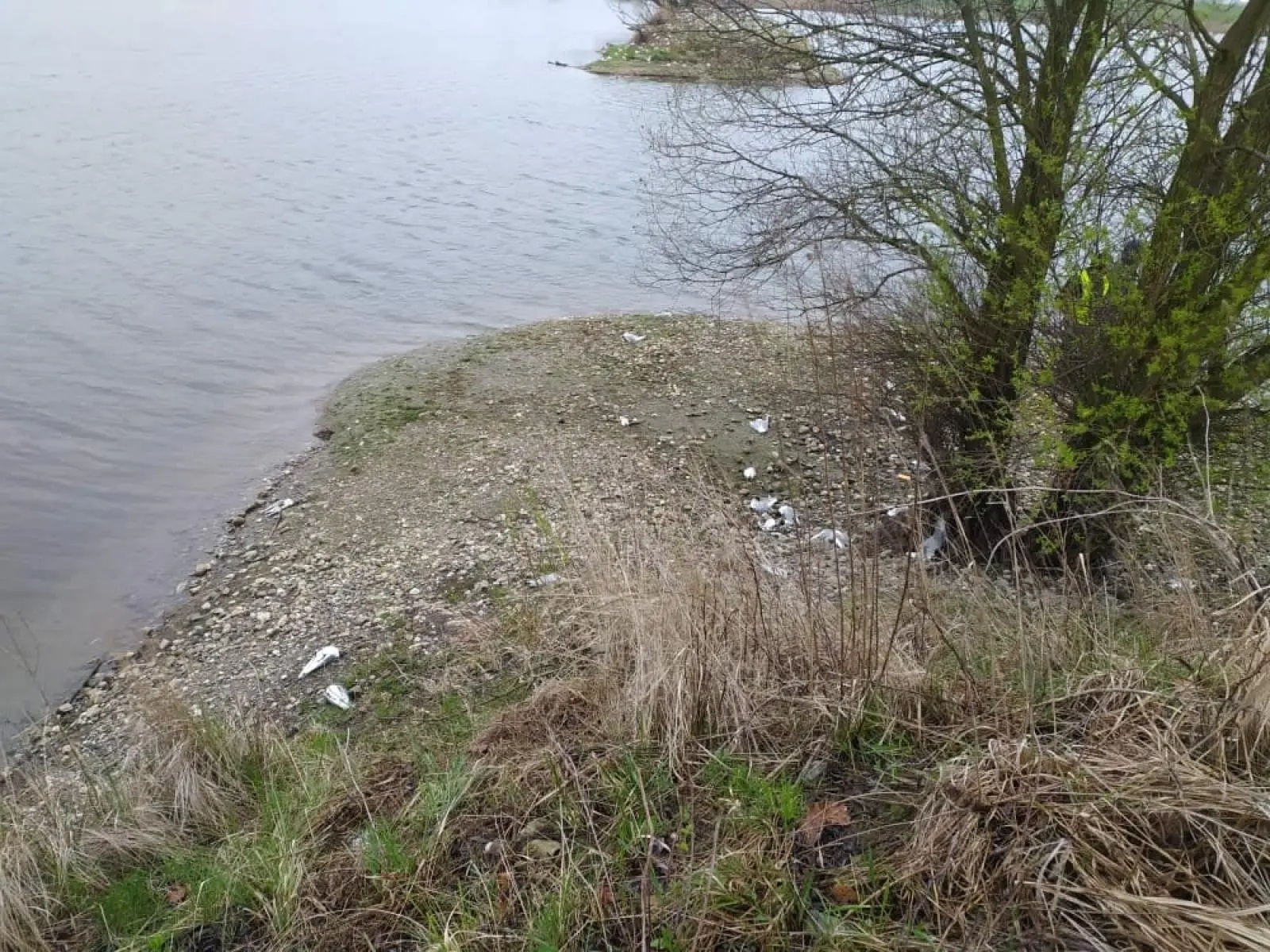 Zdjęcie w galerii na portalu naszwodzislaw.com: Wysoce zjadliwa grypa ptaków w powiecie raciborskim. Zagrożenie dla ludzi wiadomości z regionu