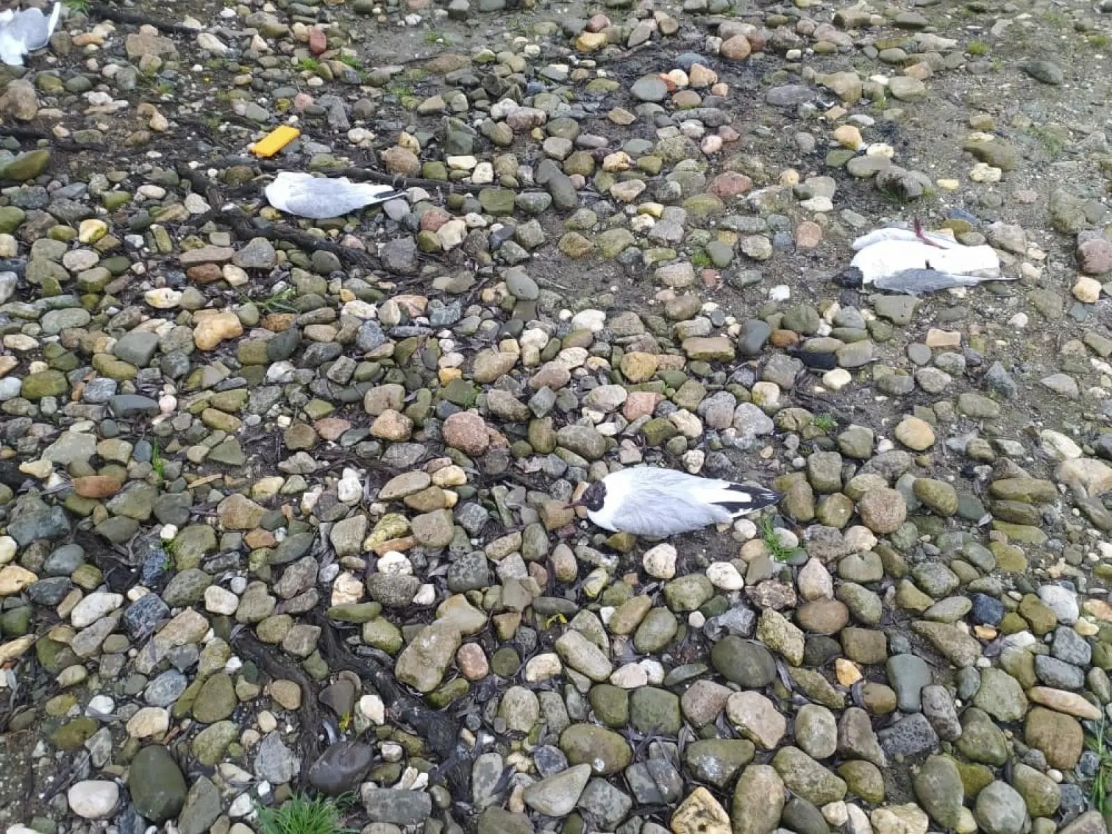 Zdjęcie w galerii na portalu naszwodzislaw.com: Wysoce zjadliwa grypa ptaków w powiecie raciborskim. Zagrożenie dla ludzi wiadomości z regionu