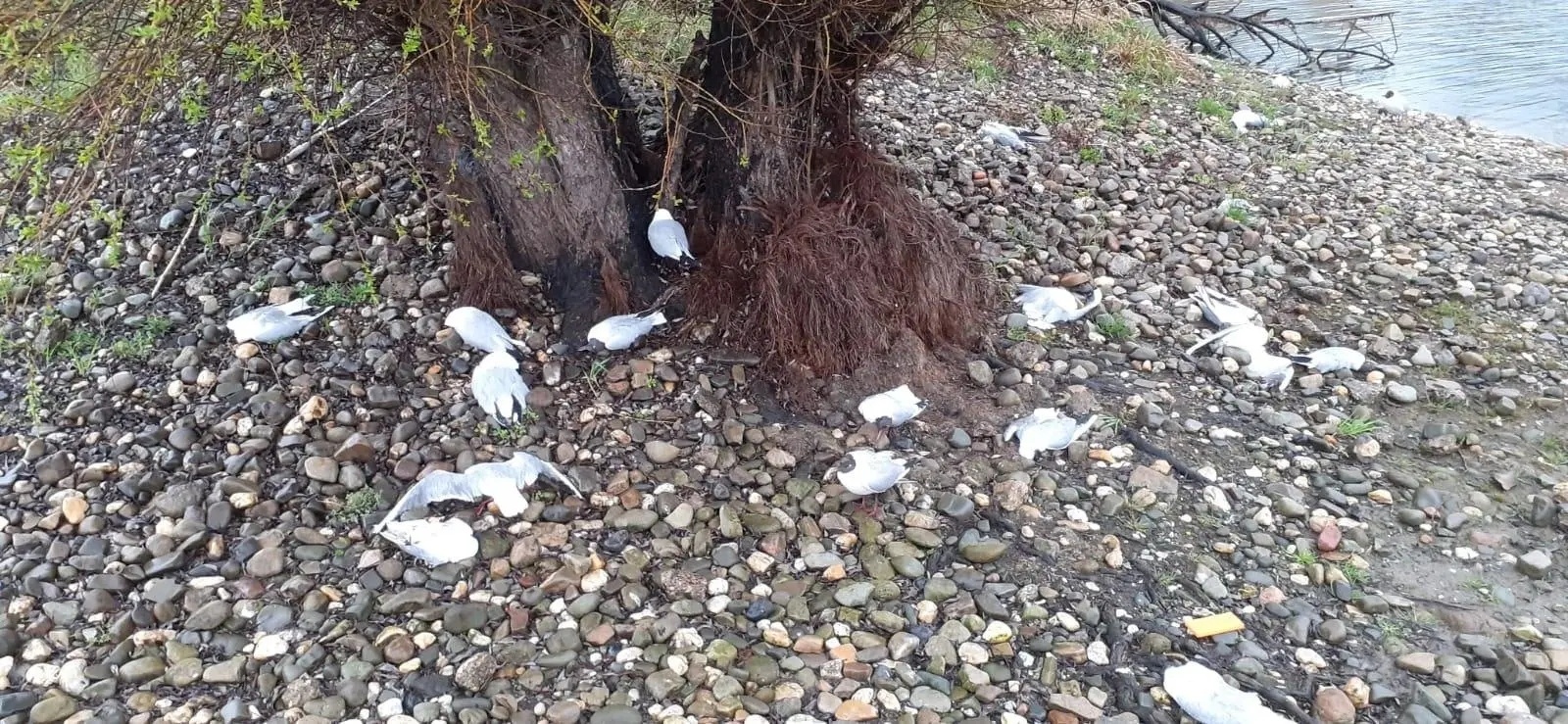 Zdjęcie w galerii na portalu naszwodzislaw.com: Wysoce zjadliwa grypa ptaków w powiecie raciborskim. Zagrożenie dla ludzi wiadomości z regionu