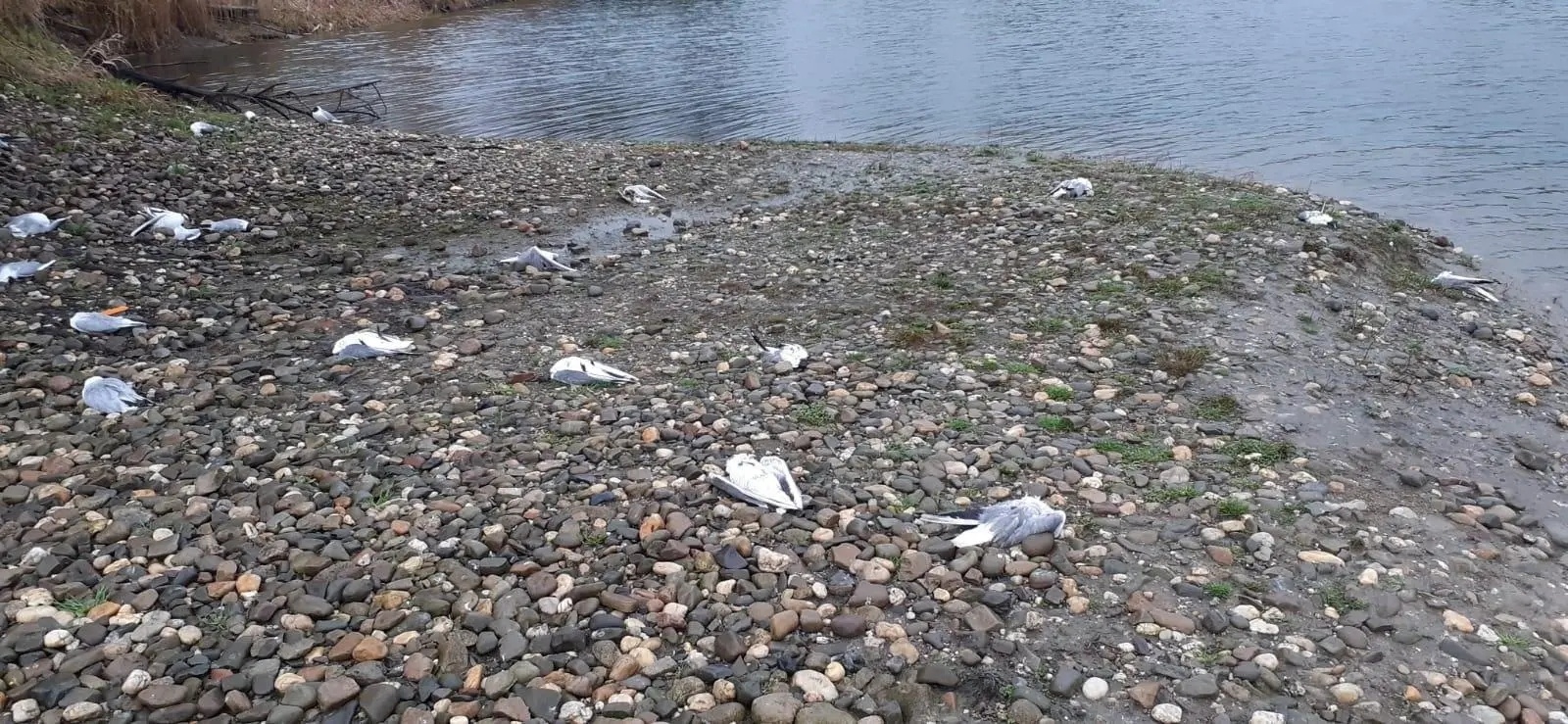 Zdjęcie w galerii na portalu naszwodzislaw.com: Wysoce zjadliwa grypa ptaków w powiecie raciborskim. Zagrożenie dla ludzi wiadomości z regionu