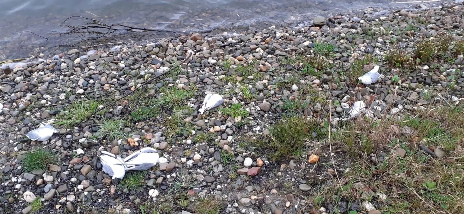 Zdjęcie w galerii na portalu naszwodzislaw.com: Wysoce zjadliwa grypa ptaków w powiecie raciborskim. Zagrożenie dla ludzi wiadomości z regionu