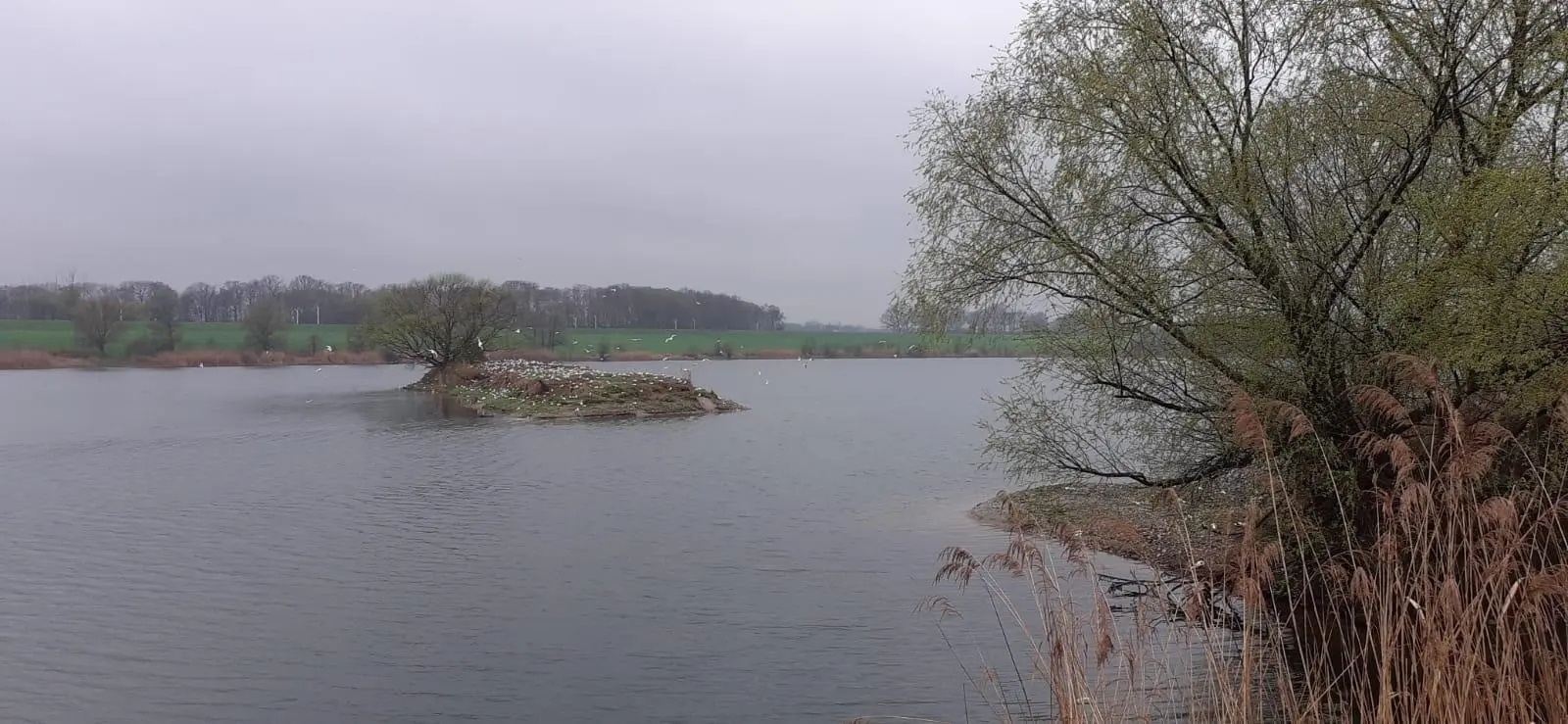 Zdjęcie w galerii na portalu naszwodzislaw.com: Wysoce zjadliwa grypa ptaków w powiecie raciborskim. Zagrożenie dla ludzi wiadomości z regionu