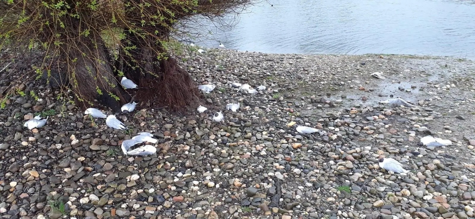 Zdjęcie w galerii na portalu naszwodzislaw.com: Wysoce zjadliwa grypa ptaków w powiecie raciborskim. Zagrożenie dla ludzi wiadomości z regionu