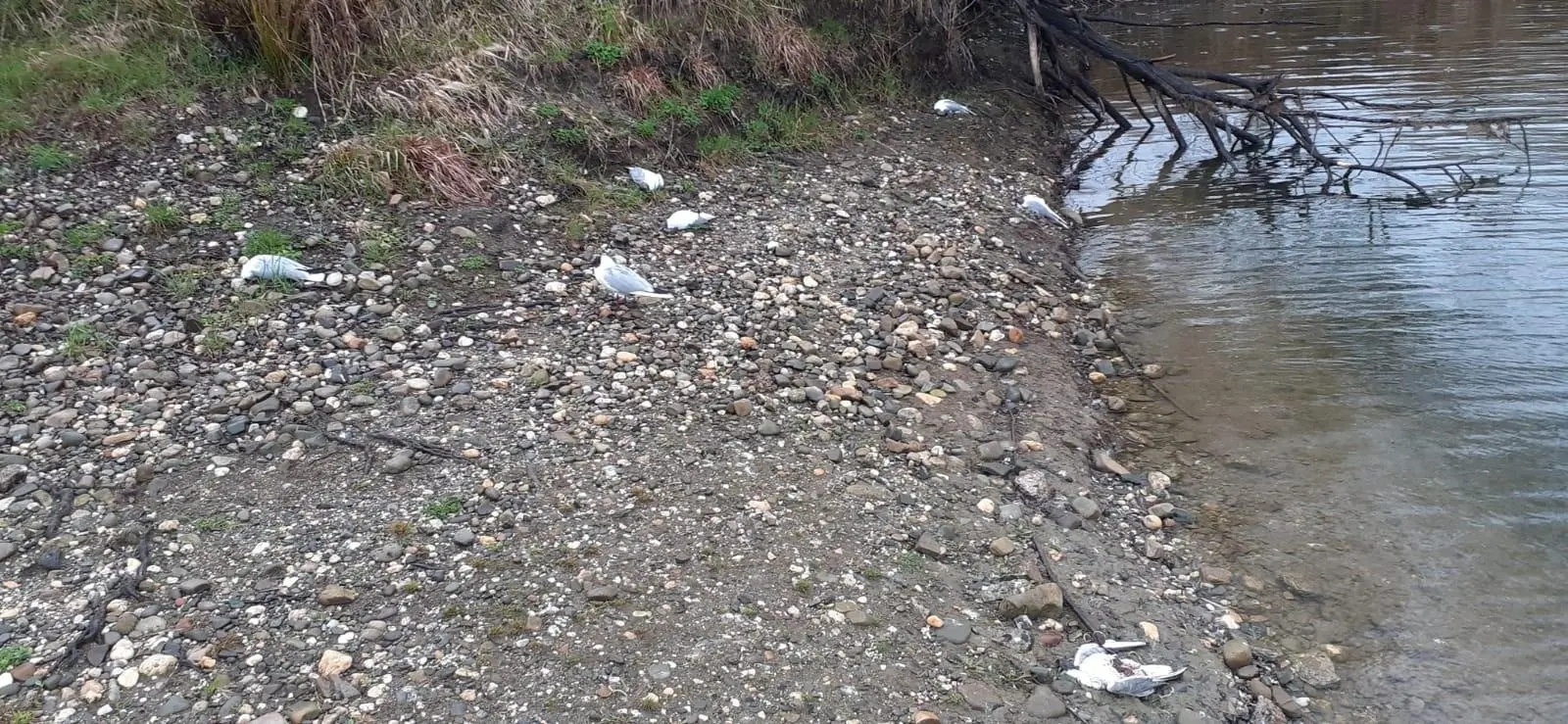 Zdjęcie w galerii na portalu naszwodzislaw.com: Wysoce zjadliwa grypa ptaków w powiecie raciborskim. Zagrożenie dla ludzi wiadomości z regionu