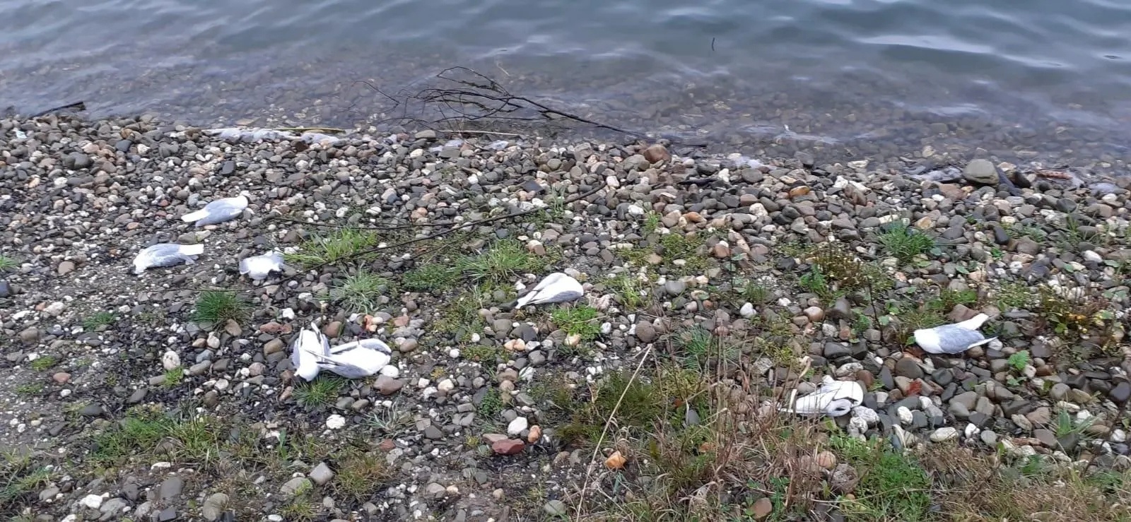 Zdjęcie w galerii na portalu naszwodzislaw.com: Wysoce zjadliwa grypa ptaków w powiecie raciborskim. Zagrożenie dla ludzi wiadomości z regionu