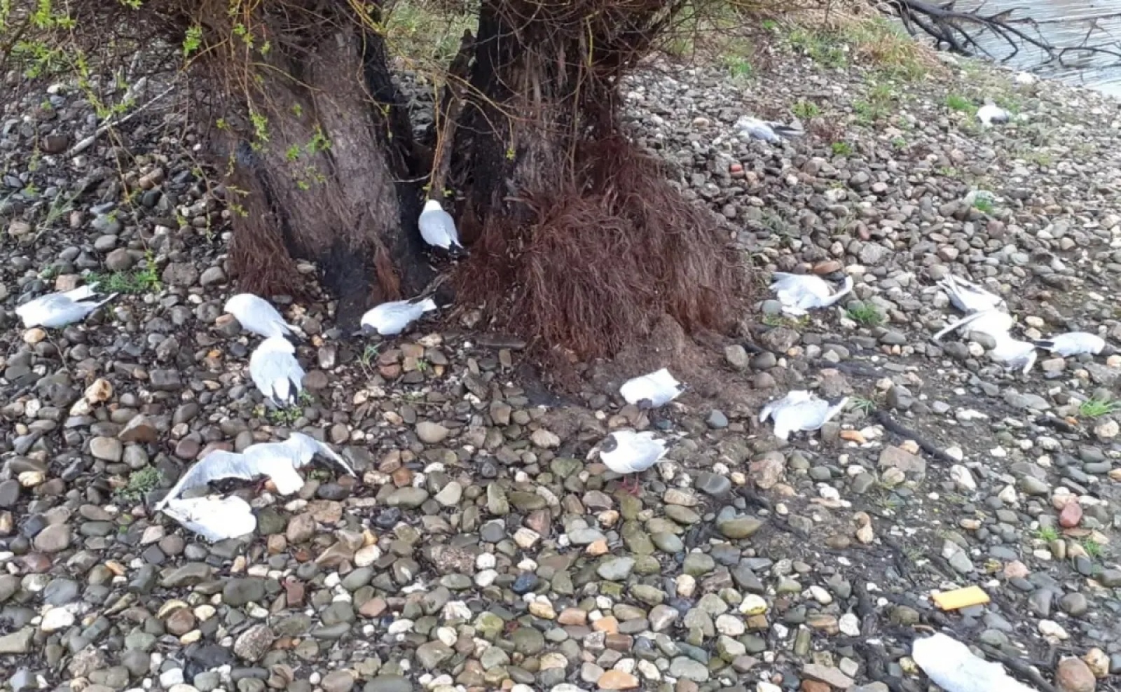 Zdjęcie w galerii na portalu naszwodzislaw.com: Wysoce zjadliwa grypa ptaków w powiecie raciborskim. Zagrożenie dla ludzi wiadomości z regionu