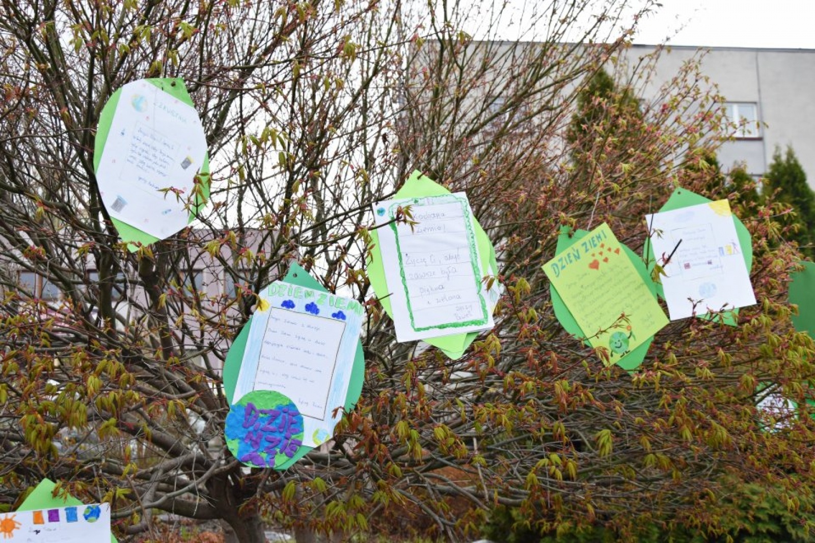 Zdjęcie w galerii na portalu naszwodzislaw.com: Rydułtowy. Nietypowe życzenia dla naszej planety [FOTO] wiadomości z regionu