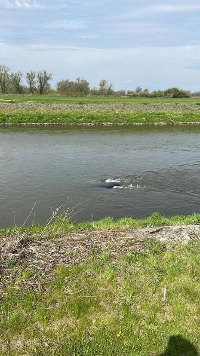 Zdjęcie w galerii na portalu naszwodzislaw.com: Corsa w Odrze. Nurt pchał samochód na zaporę czołową zbiornika Racibórz wiadomości z regionu