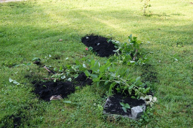 Zdjęcie w galerii na portalu naszwodzislaw.com: Leśny ogródek zdewastowany wiadomości z regionu