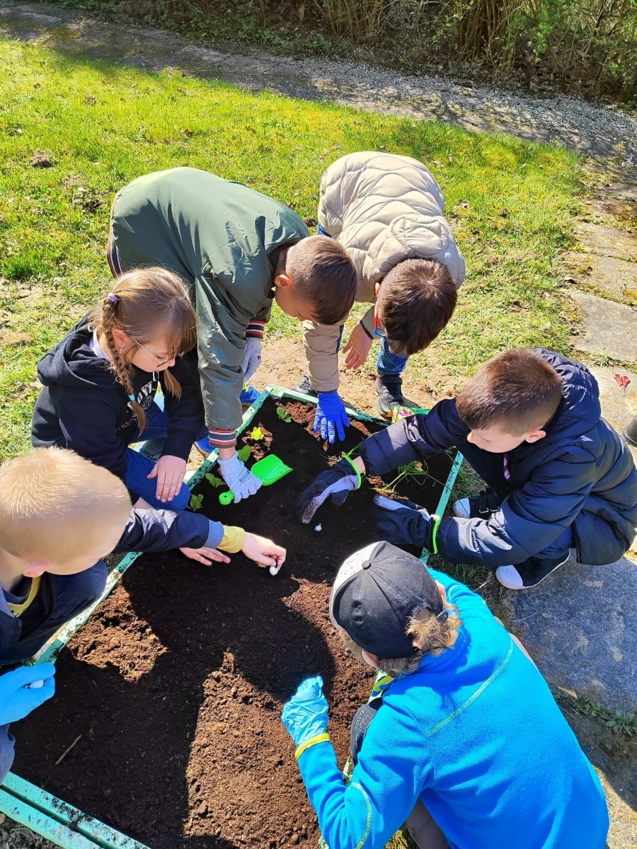 Zdjęcie w galerii na portalu naszwodzislaw.com: Wodzisław Śl.: Przy SP28 powstał ogródek warzywny wiadomości z regionu