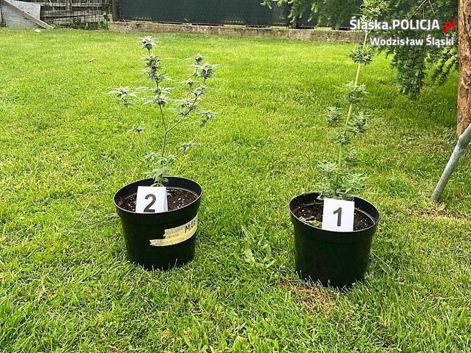 Zdjęcie w galerii na portalu naszwodzislaw.com: Gorzyce. Uprawiał marihuanę wśród kapusty i fasoli wiadomości z regionu