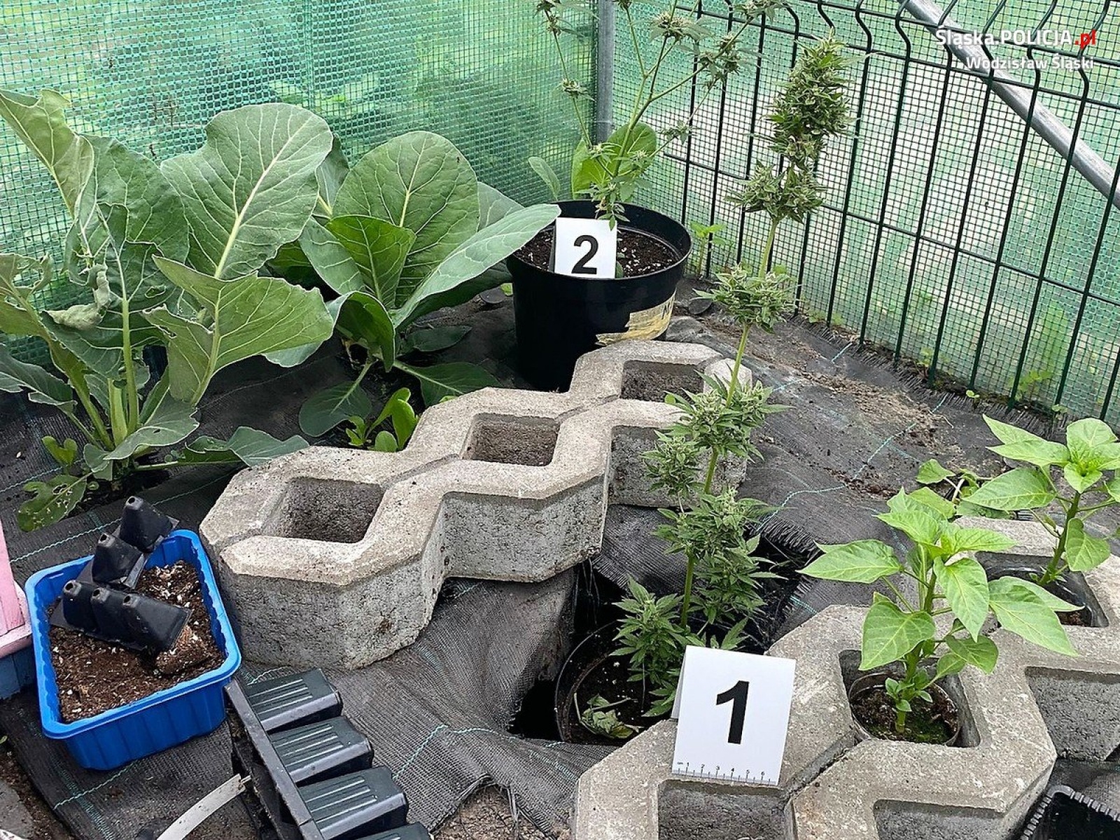 Zdjęcie w galerii na portalu naszwodzislaw.com: Gorzyce. Uprawiał marihuanę wśród kapusty i fasoli wiadomości z regionu