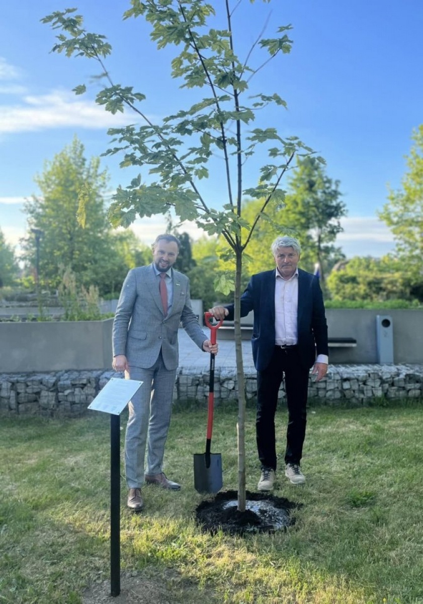 Zdjęcie w galerii na portalu naszwodzislaw.com: Norwegowie posadzili drzewo w Rydułtowach [FOTO i WIDEO] wiadomości z regionu
