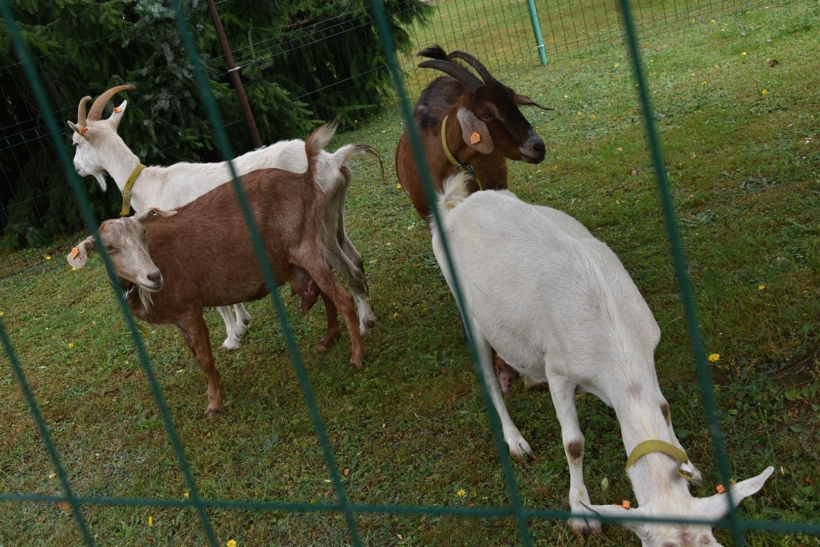 Zdjęcie w galerii na portalu naszwodzislaw.com: W sielskiej scenerii powitali lato [FOTO] wiadomości z regionu