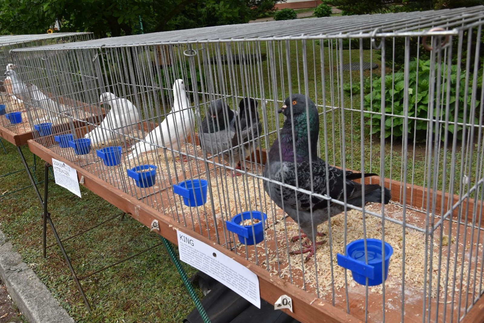 Zdjęcie w galerii na portalu naszwodzislaw.com: W sielskiej scenerii powitali lato [FOTO] wiadomości z regionu