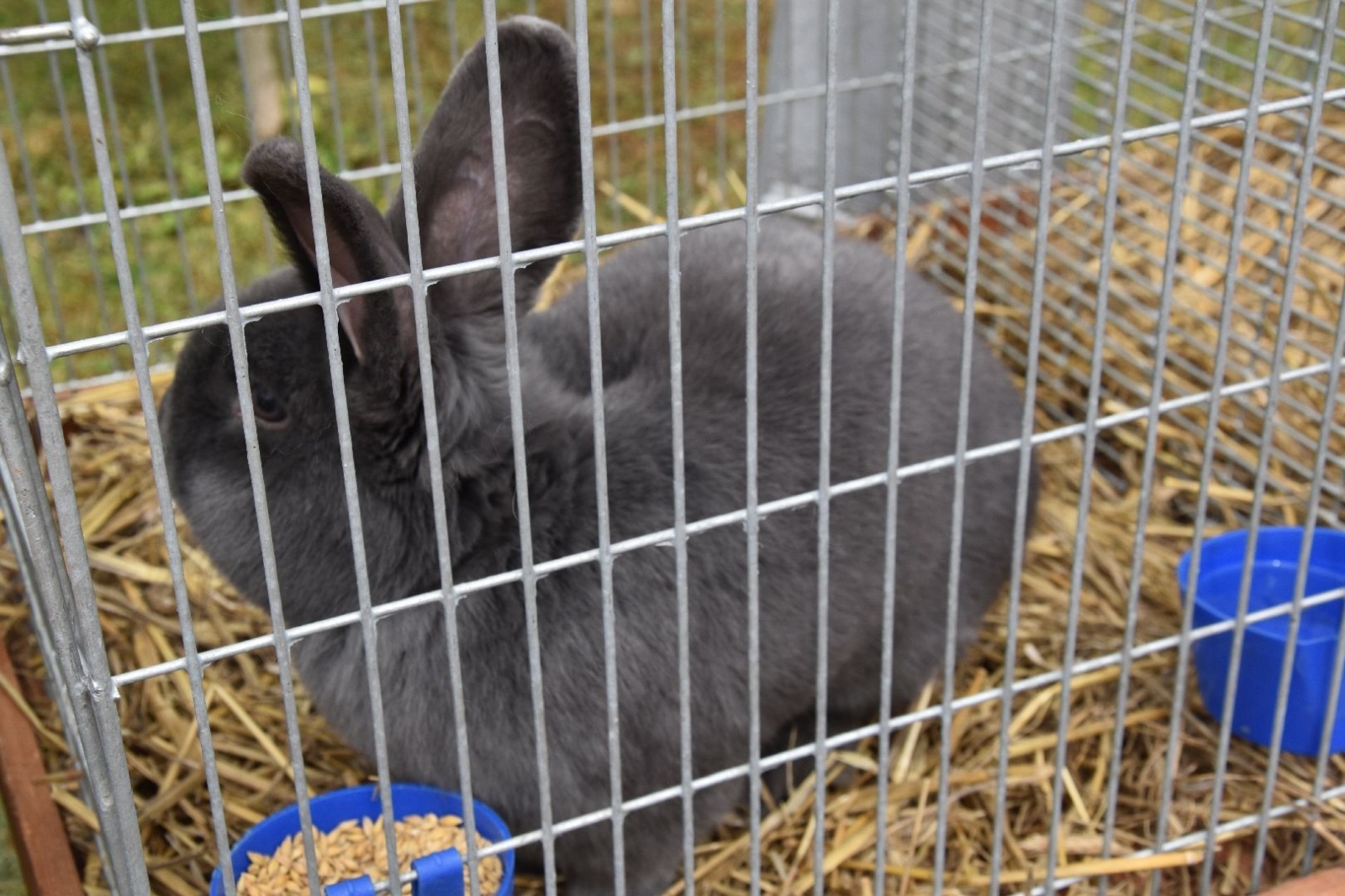 Zdjęcie w galerii na portalu naszwodzislaw.com: W sielskiej scenerii powitali lato [FOTO] wiadomości z regionu