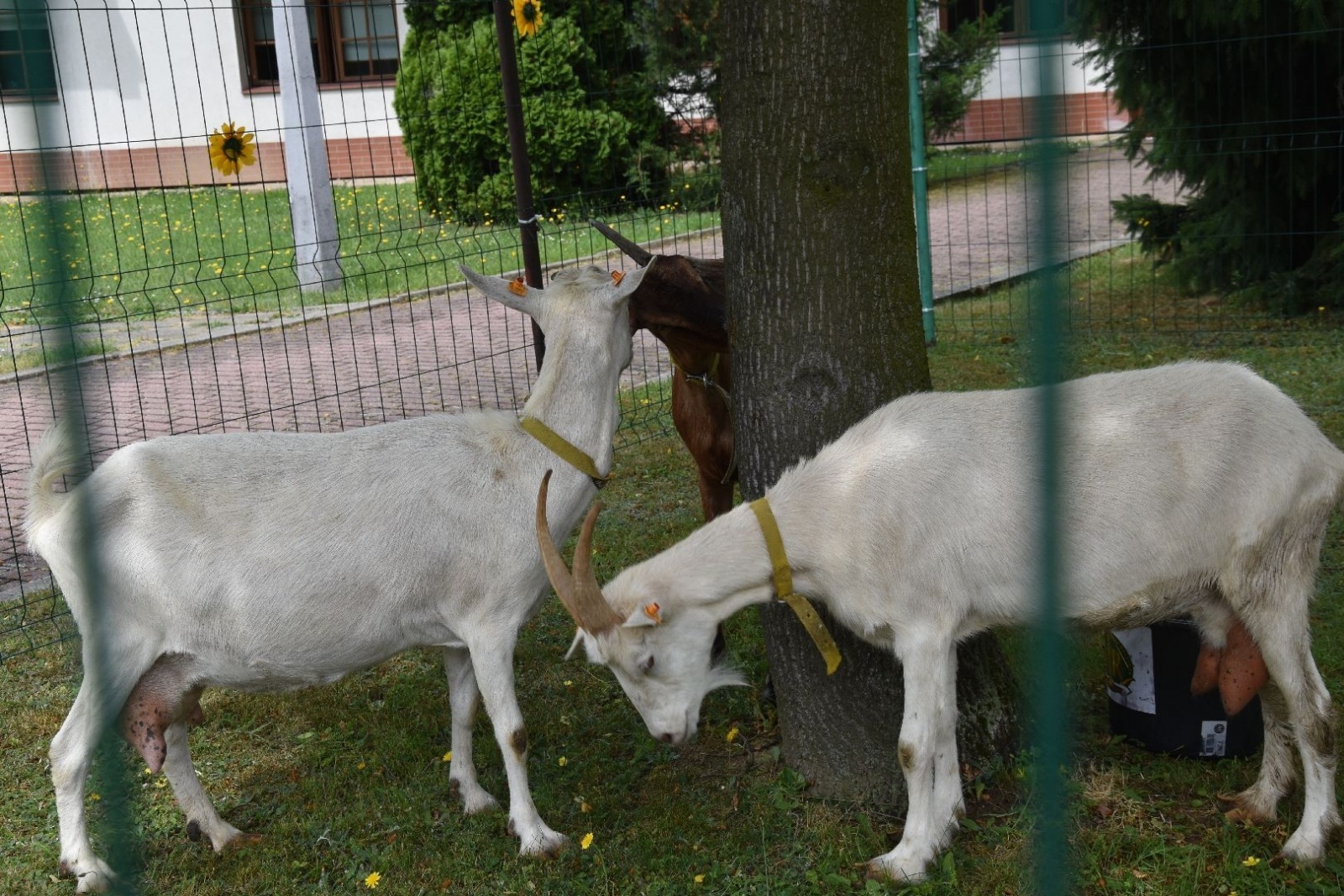 Zdjęcie w galerii na portalu naszwodzislaw.com: W sielskiej scenerii powitali lato [FOTO] wiadomości z regionu