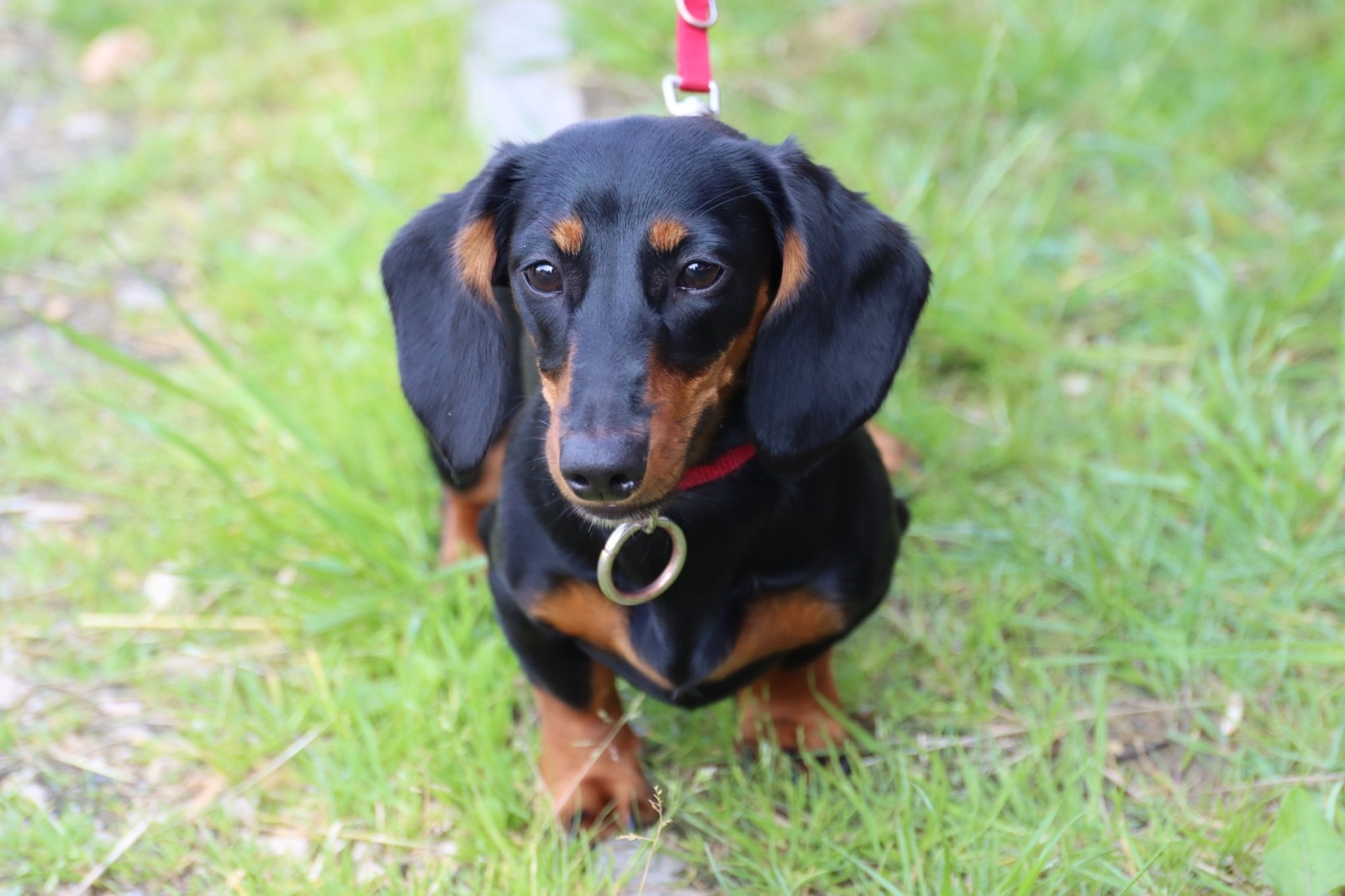 Zdjęcie w galerii na portalu naszwodzislaw.com: Dzień Psa w Wodzisławiu Śląskim wiadomości z regionu