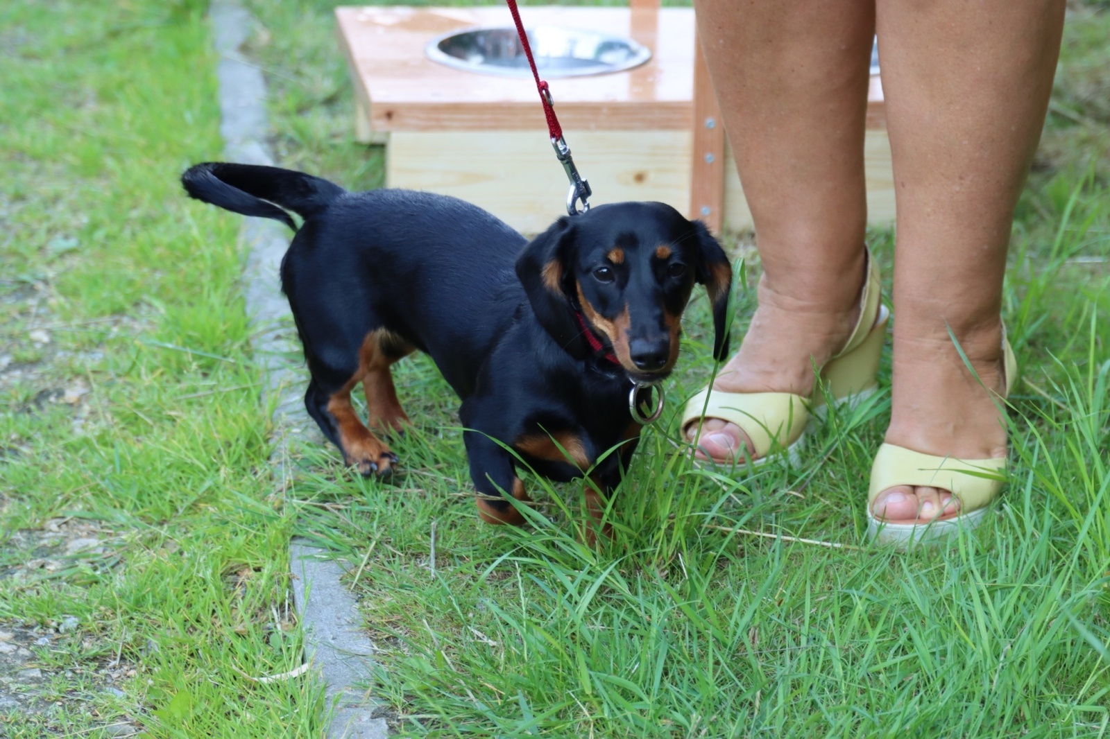 Zdjęcie w galerii na portalu naszwodzislaw.com: Dzień Psa w Wodzisławiu Śląskim wiadomości z regionu