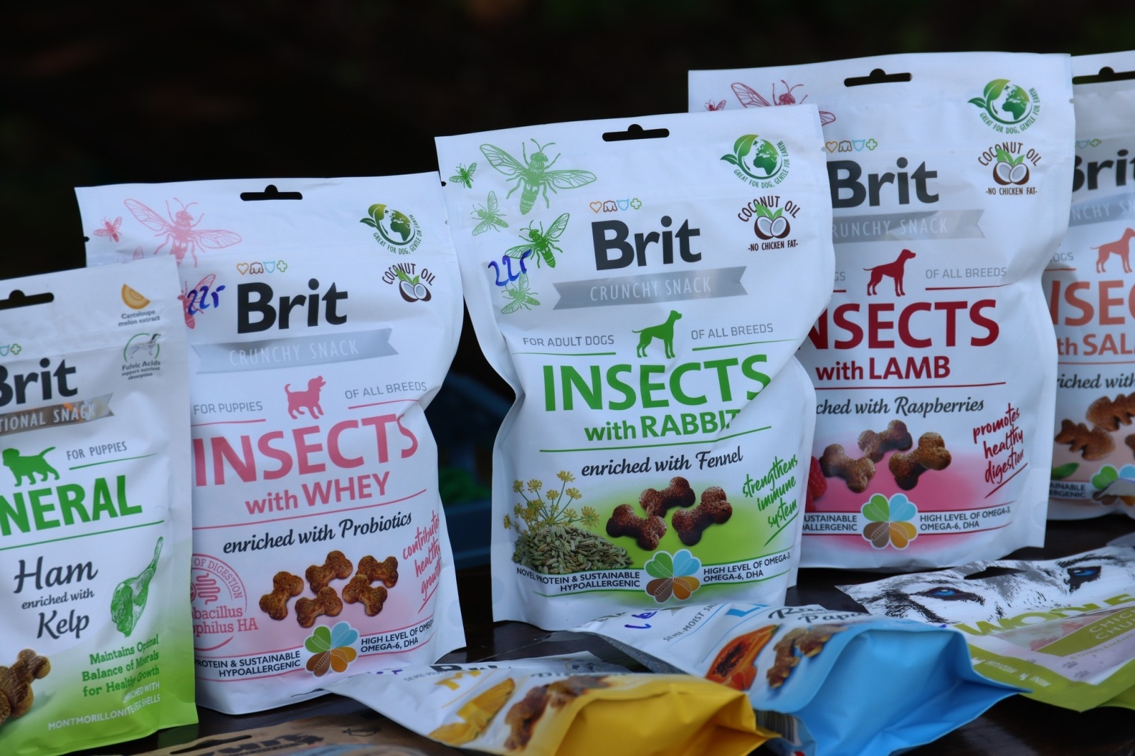 Zdjęcie w galerii na portalu naszwodzislaw.com: Dzień Psa w Wodzisławiu Śląskim wiadomości z regionu