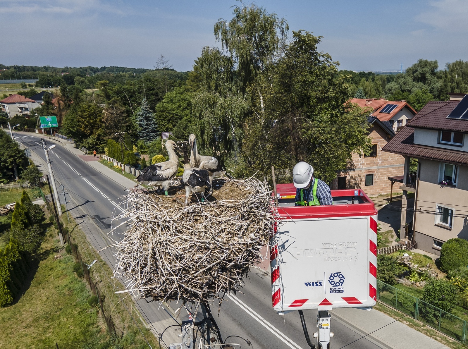Zdjęcie w galerii na portalu naszwodzislaw.com: Ornitolodzy rozpoczęli akcję obrączkowania bocianów wiadomości z regionu