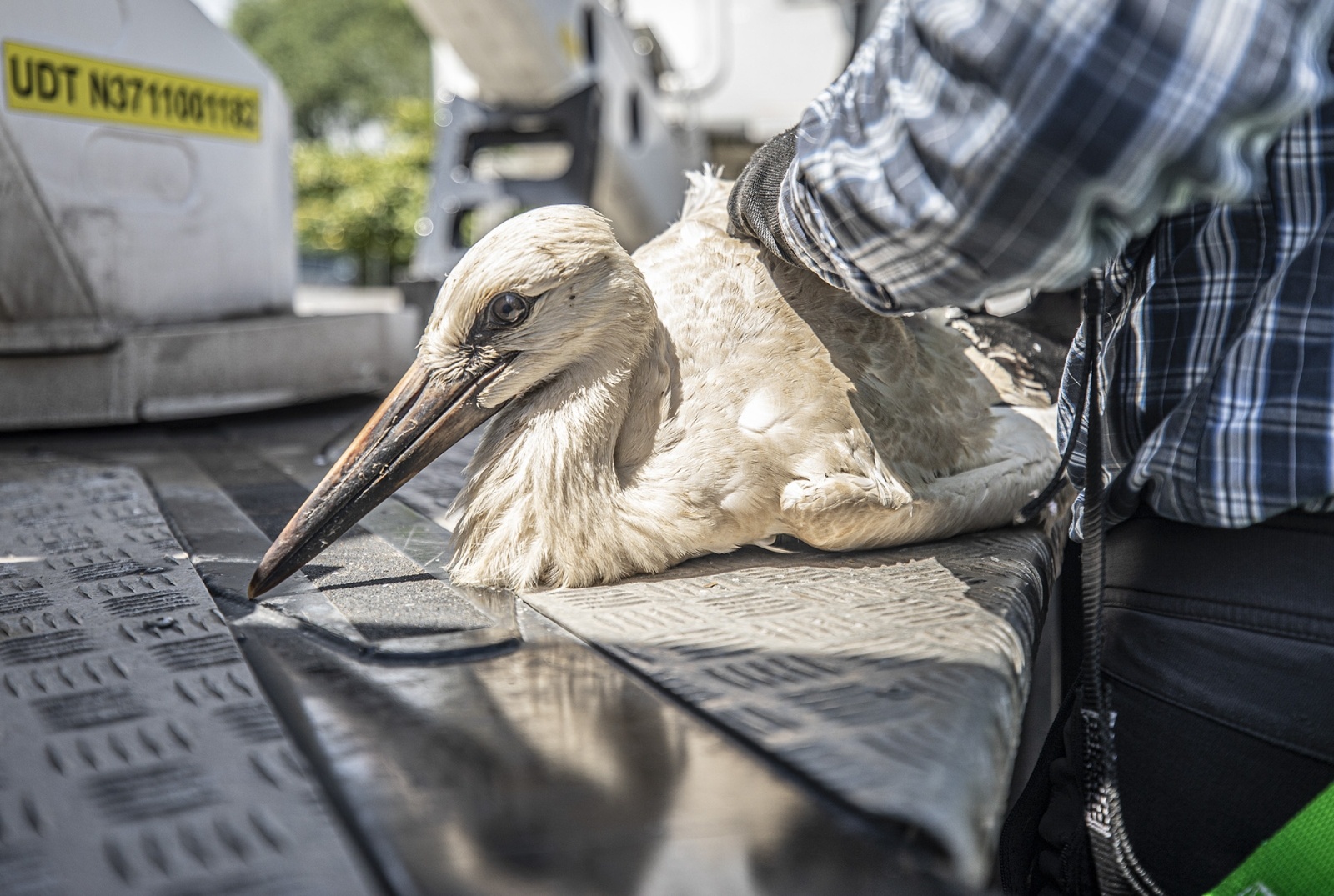 Zdjęcie w galerii na portalu naszwodzislaw.com: Ornitolodzy rozpoczęli akcję obrączkowania bocianów wiadomości z regionu