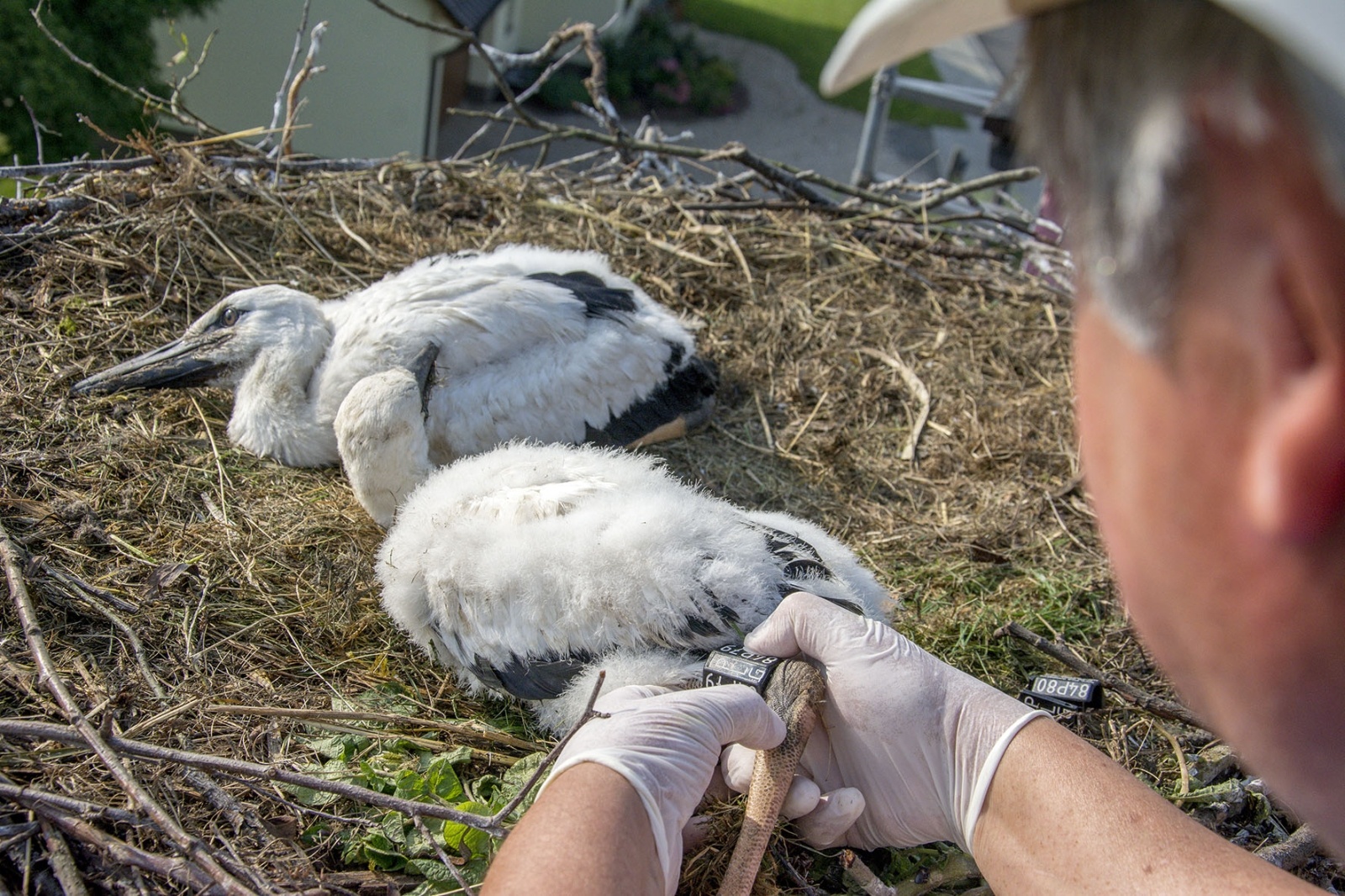 Zdjęcie w galerii na portalu naszwodzislaw.com: Ornitolodzy rozpoczęli akcję obrączkowania bocianów wiadomości z regionu