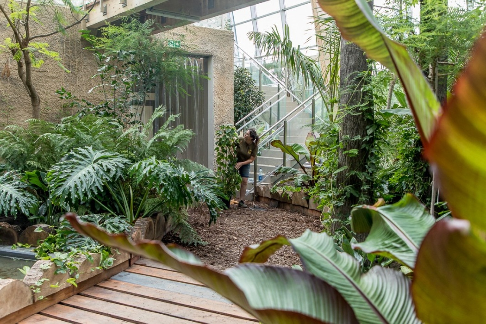 Zdjęcie w galerii na portalu naszwodzislaw.com: Powiew egzotyki w Śląskim Ogrodzie Zoologicznym wiadomości z regionu