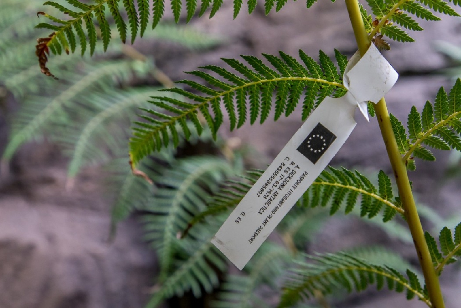 Zdjęcie w galerii na portalu naszwodzislaw.com: Powiew egzotyki w Śląskim Ogrodzie Zoologicznym wiadomości z regionu