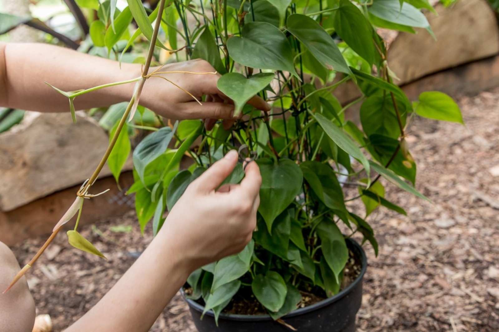 Zdjęcie w galerii na portalu naszwodzislaw.com: Powiew egzotyki w Śląskim Ogrodzie Zoologicznym wiadomości z regionu