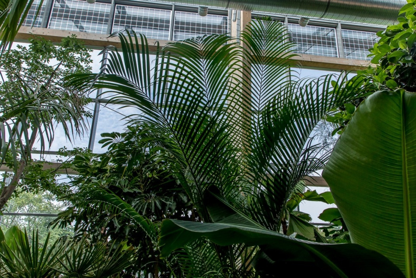 Zdjęcie w galerii na portalu naszwodzislaw.com: Powiew egzotyki w Śląskim Ogrodzie Zoologicznym wiadomości z regionu