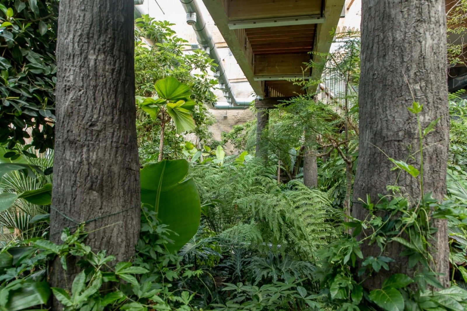 Zdjęcie w galerii na portalu naszwodzislaw.com: Powiew egzotyki w Śląskim Ogrodzie Zoologicznym wiadomości z regionu