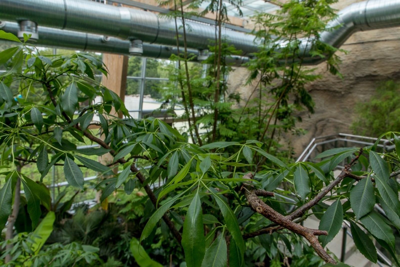 Zdjęcie w galerii na portalu naszwodzislaw.com: Powiew egzotyki w Śląskim Ogrodzie Zoologicznym wiadomości z regionu