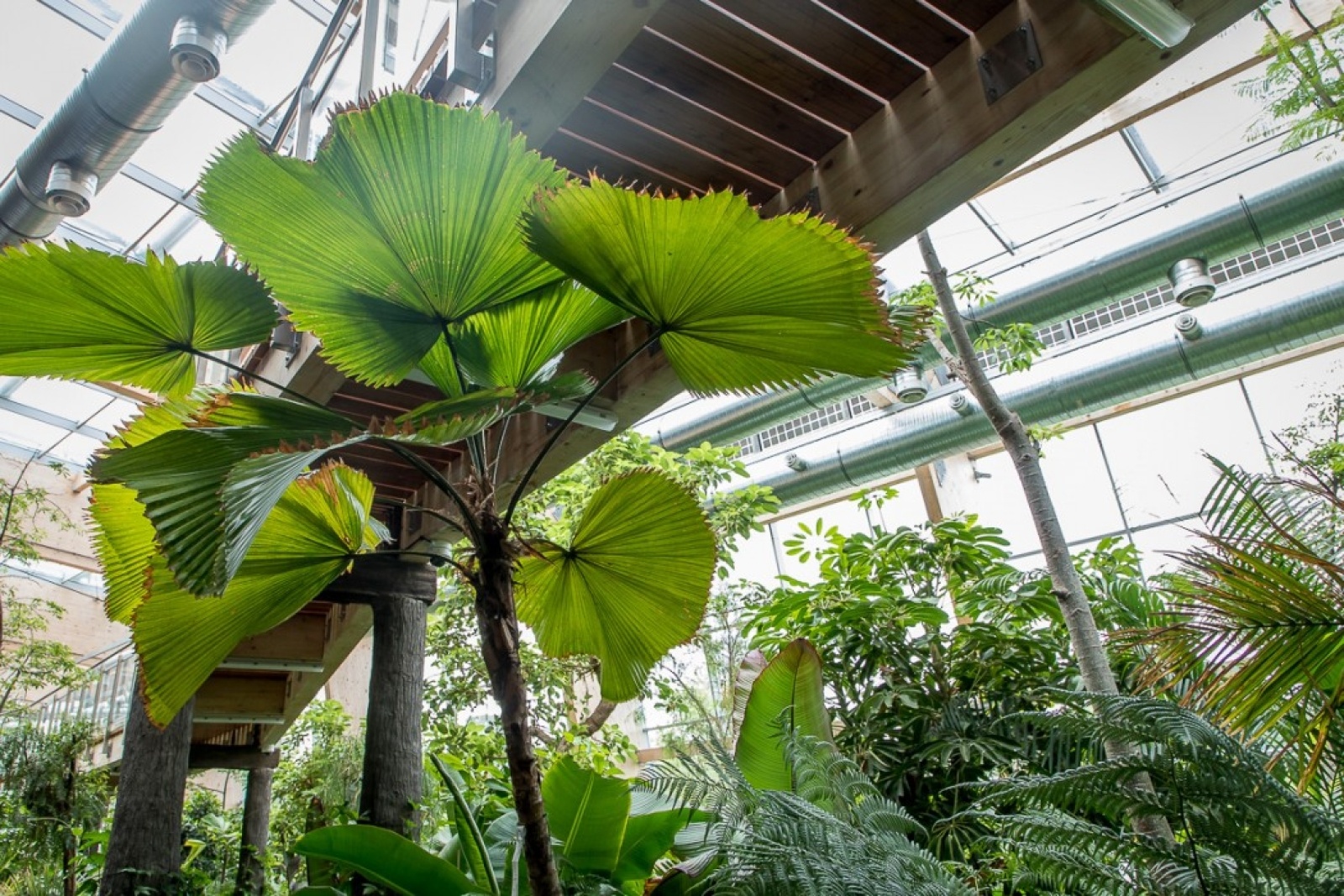 Zdjęcie w galerii na portalu naszwodzislaw.com: Powiew egzotyki w Śląskim Ogrodzie Zoologicznym wiadomości z regionu