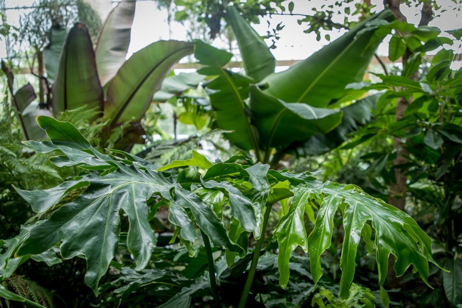 Zdjęcie w galerii na portalu naszwodzislaw.com: Powiew egzotyki w Śląskim Ogrodzie Zoologicznym wiadomości z regionu