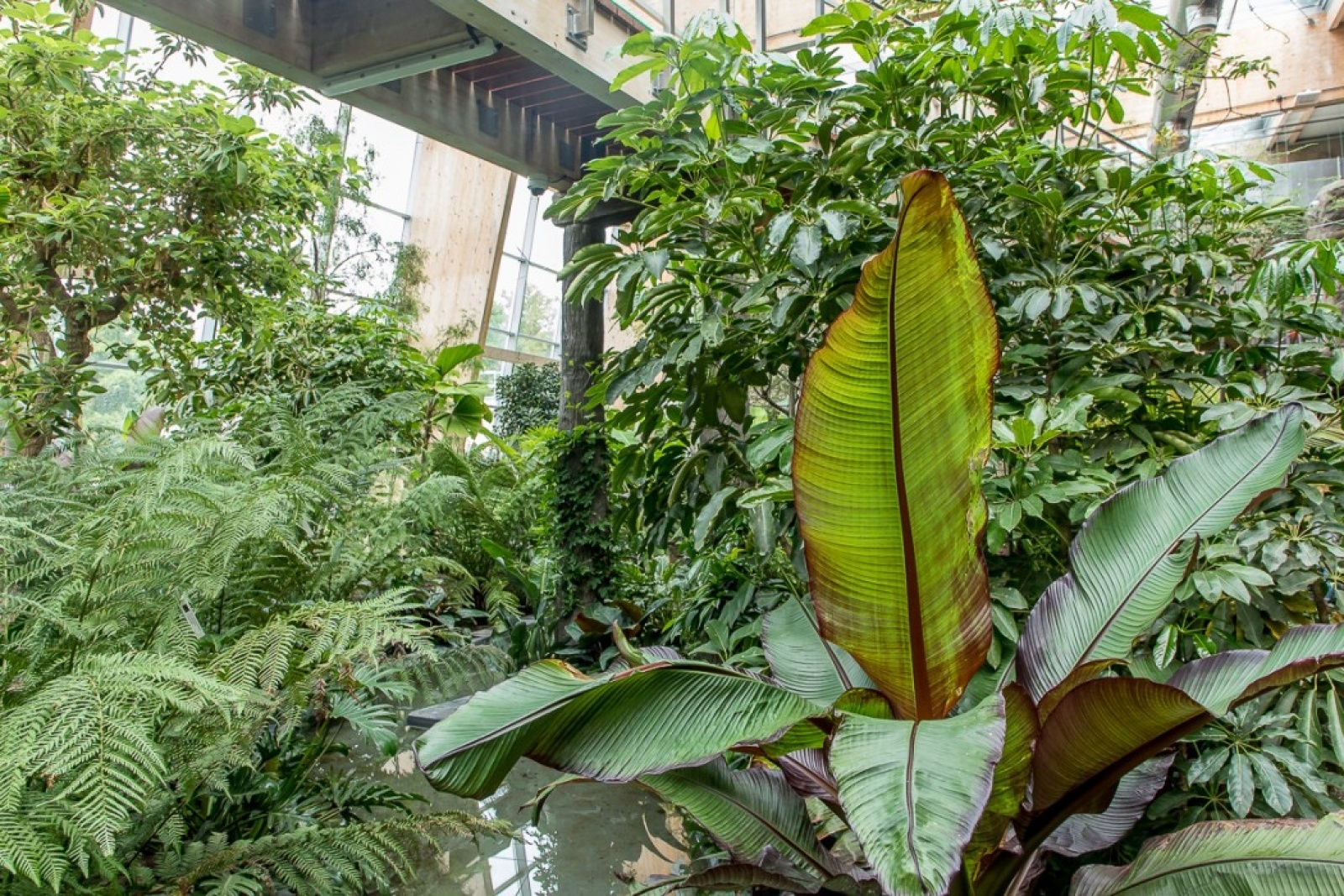 Zdjęcie w galerii na portalu naszwodzislaw.com: Powiew egzotyki w Śląskim Ogrodzie Zoologicznym wiadomości z regionu