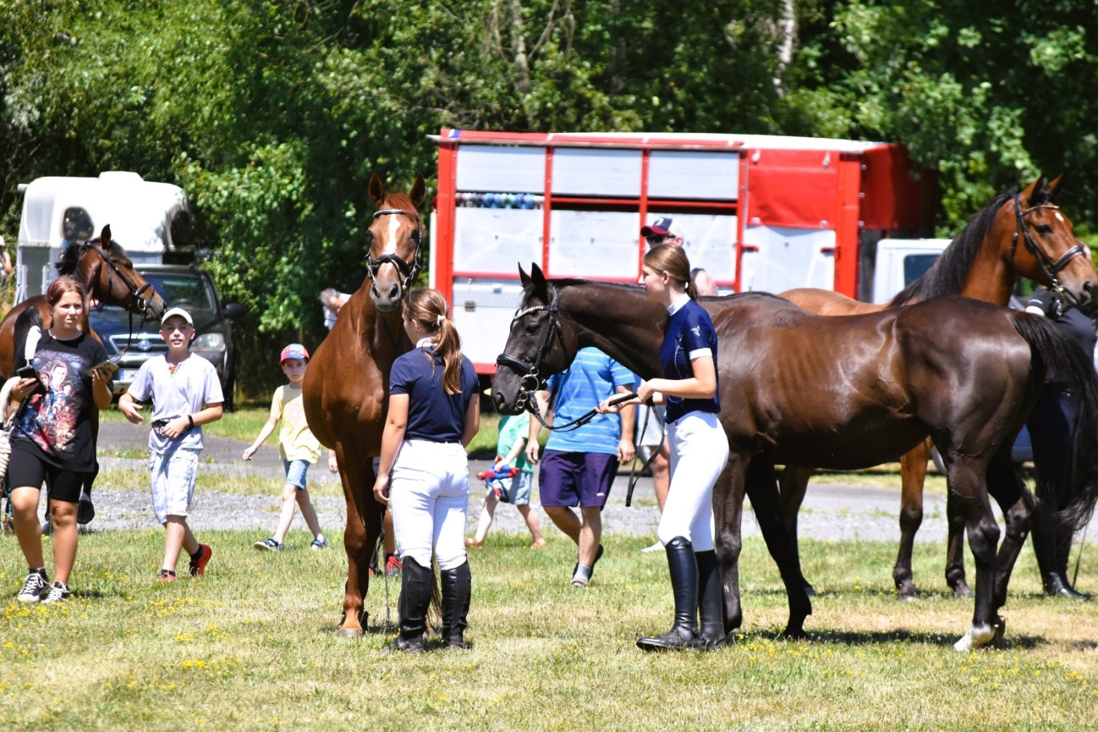 Zdjęcie w galerii na portalu naszwodzislaw.com: Hodowcy zaprezentowali konie w Krostoszowicach [FOTO] wiadomości z regionu