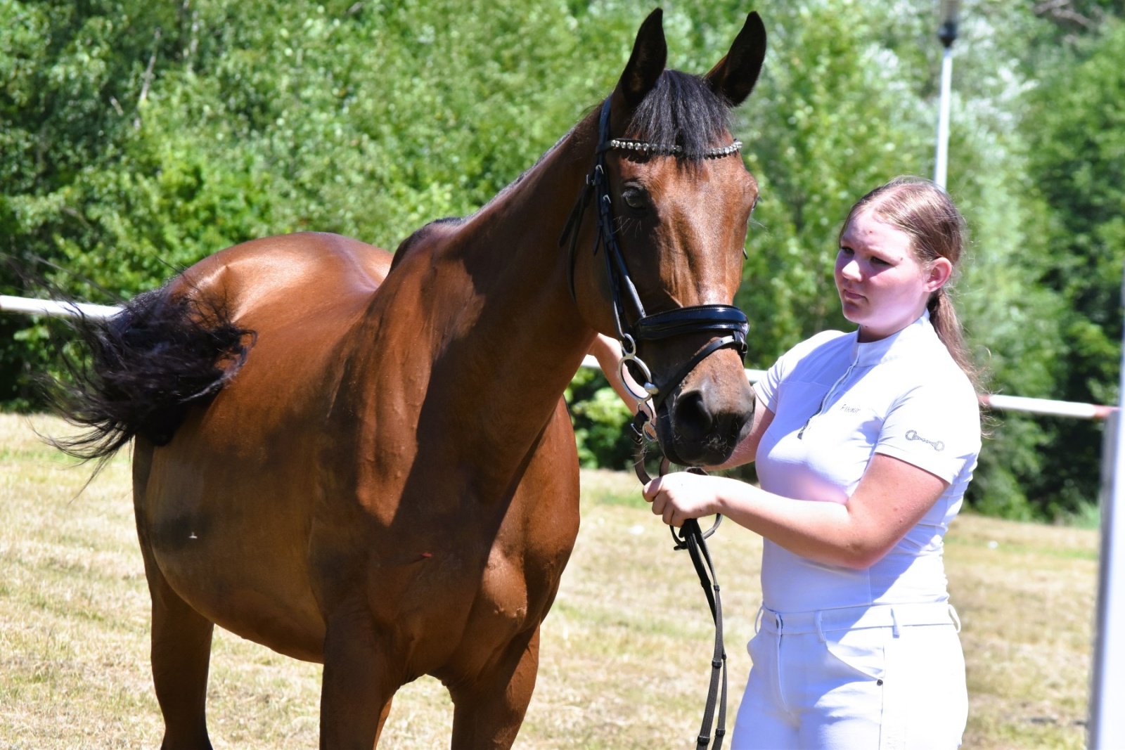 Zdjęcie w galerii na portalu naszwodzislaw.com: Hodowcy zaprezentowali konie w Krostoszowicach [FOTO] wiadomości z regionu