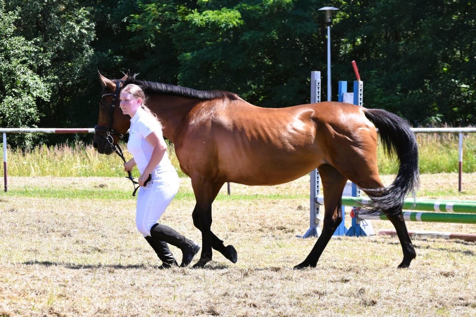 Zdjęcie w galerii na portalu naszwodzislaw.com: Hodowcy zaprezentowali konie w Krostoszowicach [FOTO] wiadomości z regionu