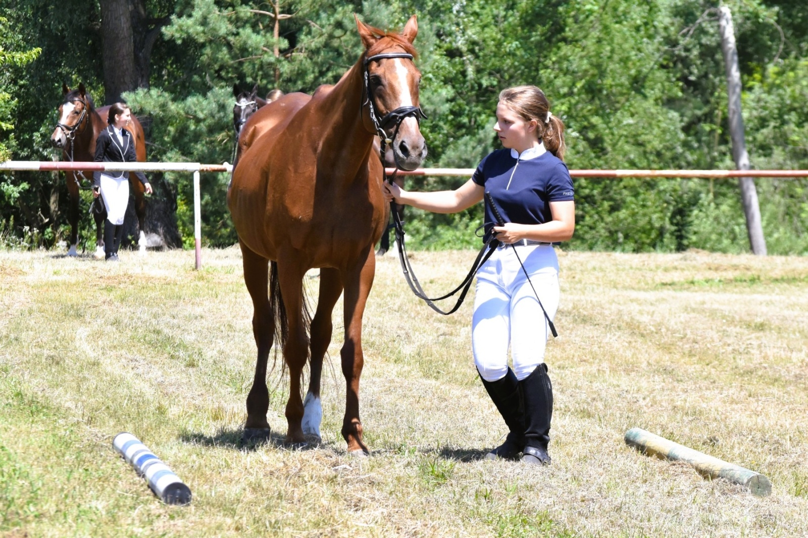 Zdjęcie w galerii na portalu naszwodzislaw.com: Hodowcy zaprezentowali konie w Krostoszowicach [FOTO] wiadomości z regionu