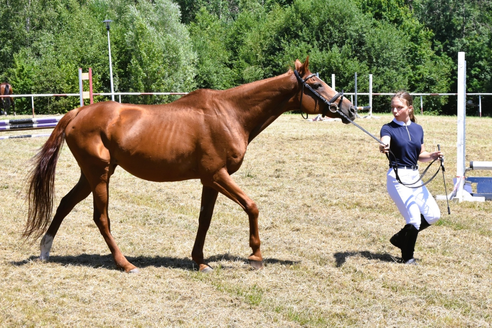 Zdjęcie w galerii na portalu naszwodzislaw.com: Hodowcy zaprezentowali konie w Krostoszowicach [FOTO] wiadomości z regionu