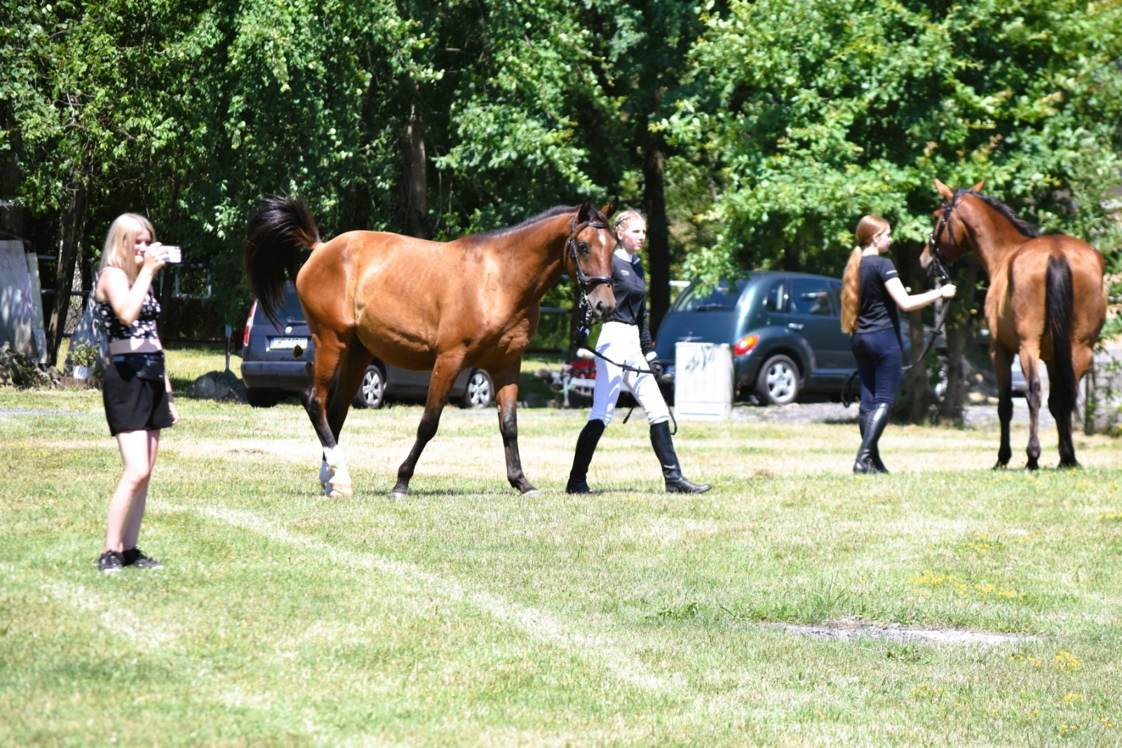 Zdjęcie w galerii na portalu naszwodzislaw.com: Hodowcy zaprezentowali konie w Krostoszowicach [FOTO] wiadomości z regionu