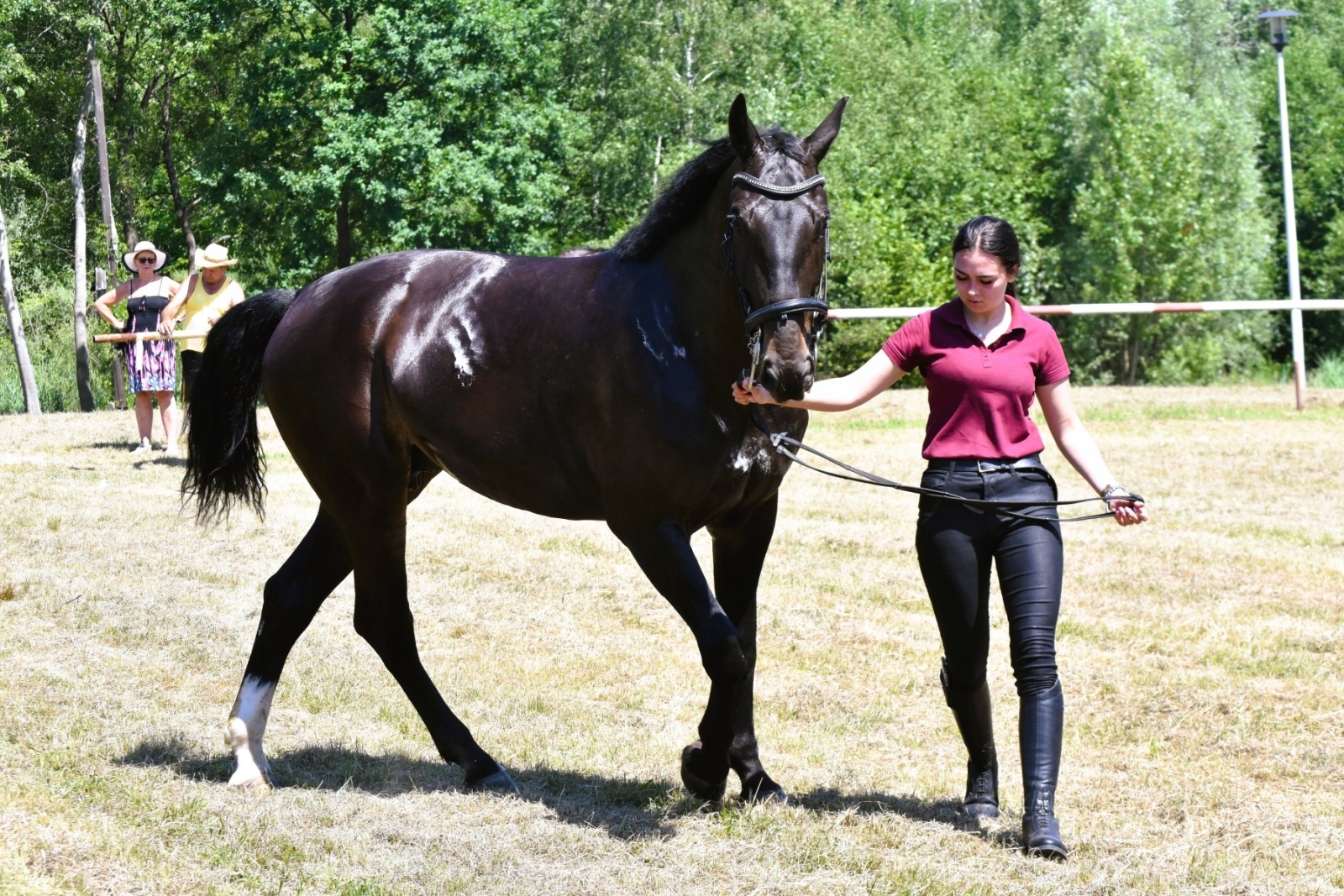 Zdjęcie w galerii na portalu naszwodzislaw.com: Hodowcy zaprezentowali konie w Krostoszowicach [FOTO] wiadomości z regionu