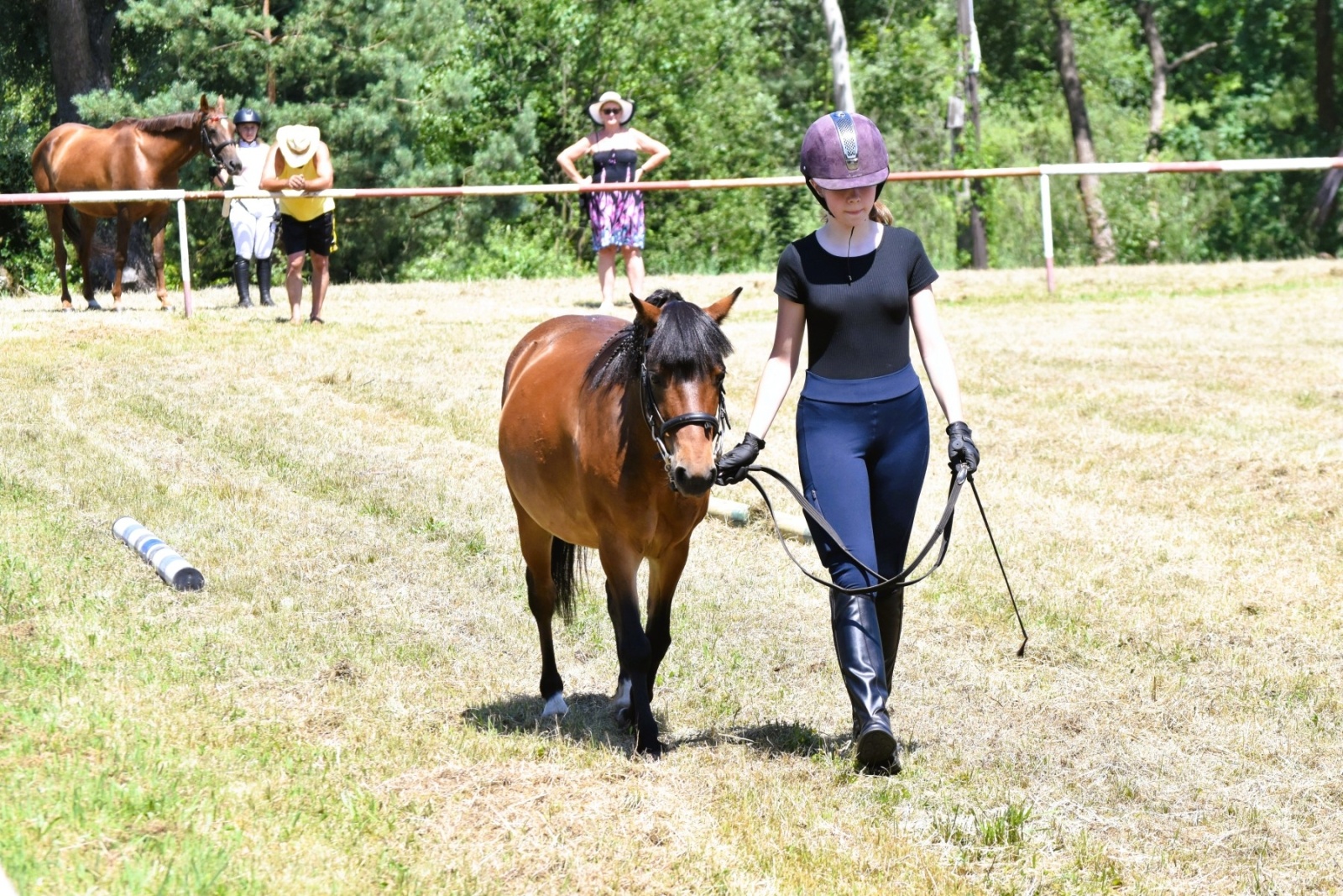 Zdjęcie w galerii na portalu naszwodzislaw.com: Hodowcy zaprezentowali konie w Krostoszowicach [FOTO] wiadomości z regionu