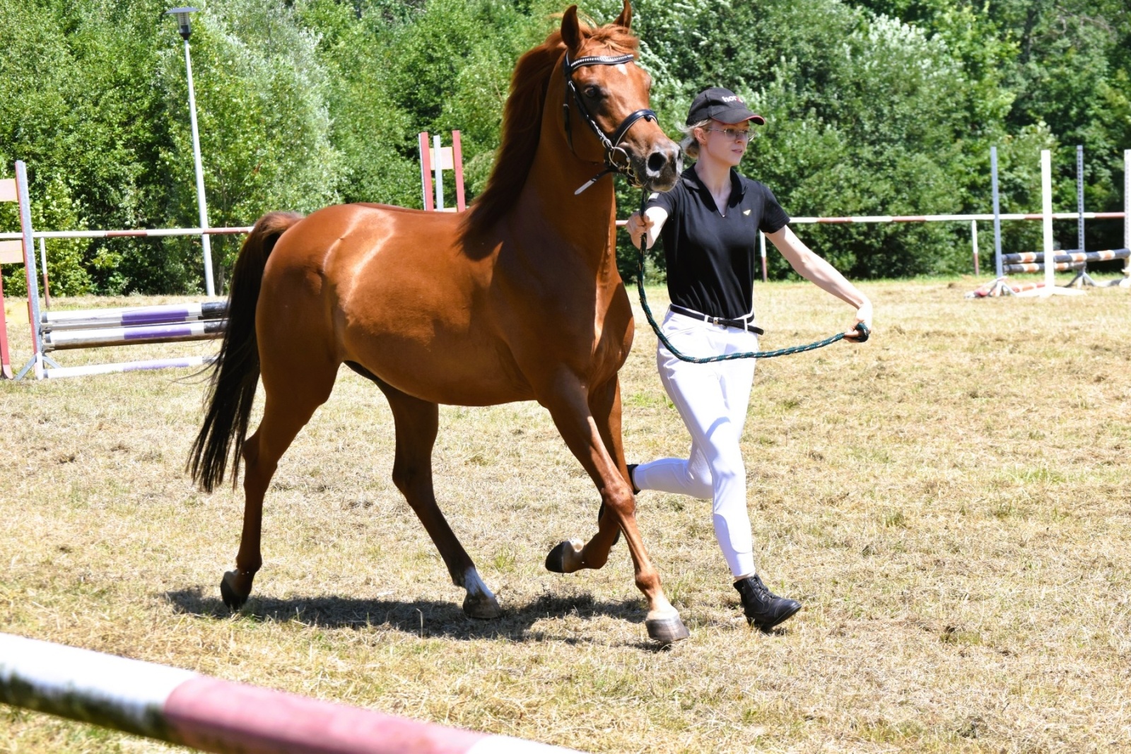 Zdjęcie w galerii na portalu naszwodzislaw.com: Hodowcy zaprezentowali konie w Krostoszowicach [FOTO] wiadomości z regionu