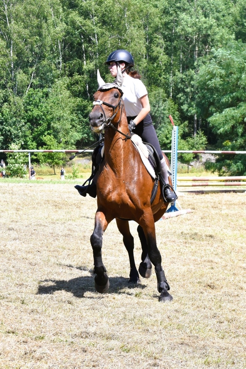 Zdjęcie w galerii na portalu naszwodzislaw.com: Hodowcy zaprezentowali konie w Krostoszowicach [FOTO] wiadomości z regionu
