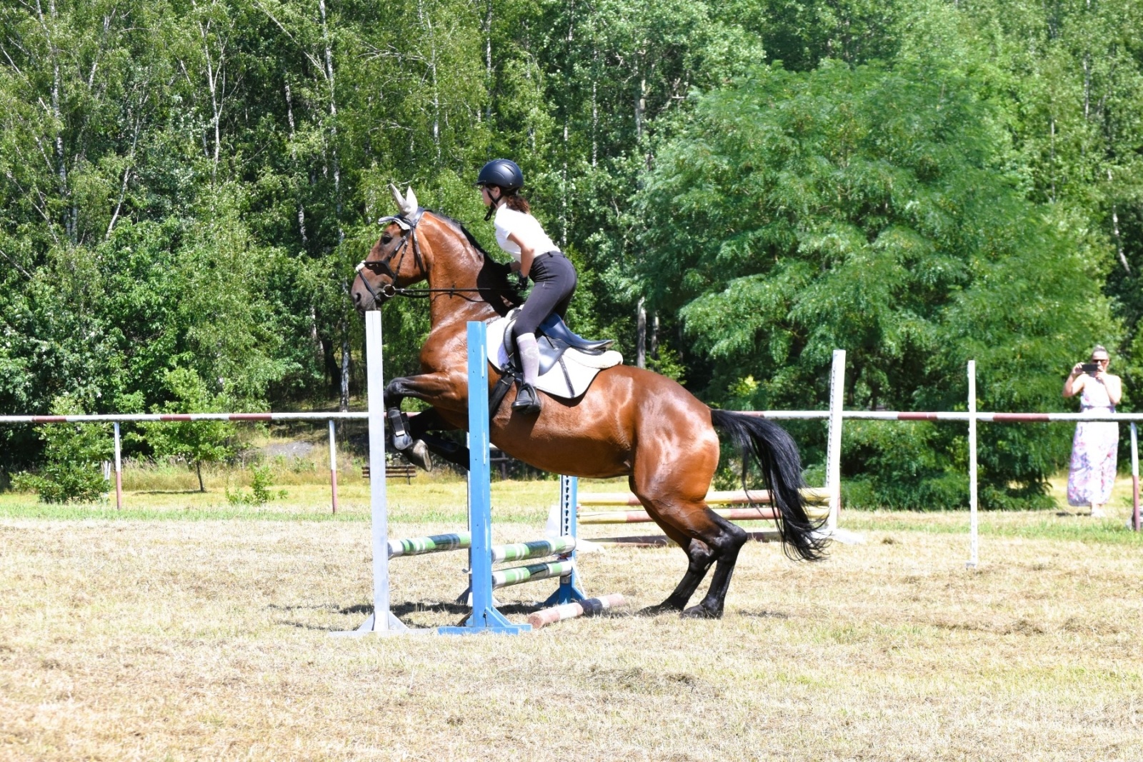 Zdjęcie w galerii na portalu naszwodzislaw.com: Hodowcy zaprezentowali konie w Krostoszowicach [FOTO] wiadomości z regionu